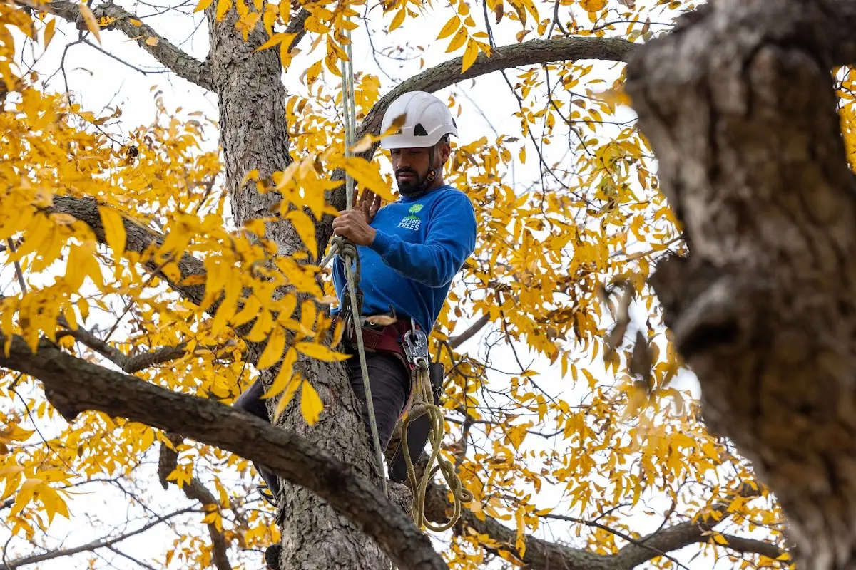 Skilled Emergency Tree Service crew working in Johnston